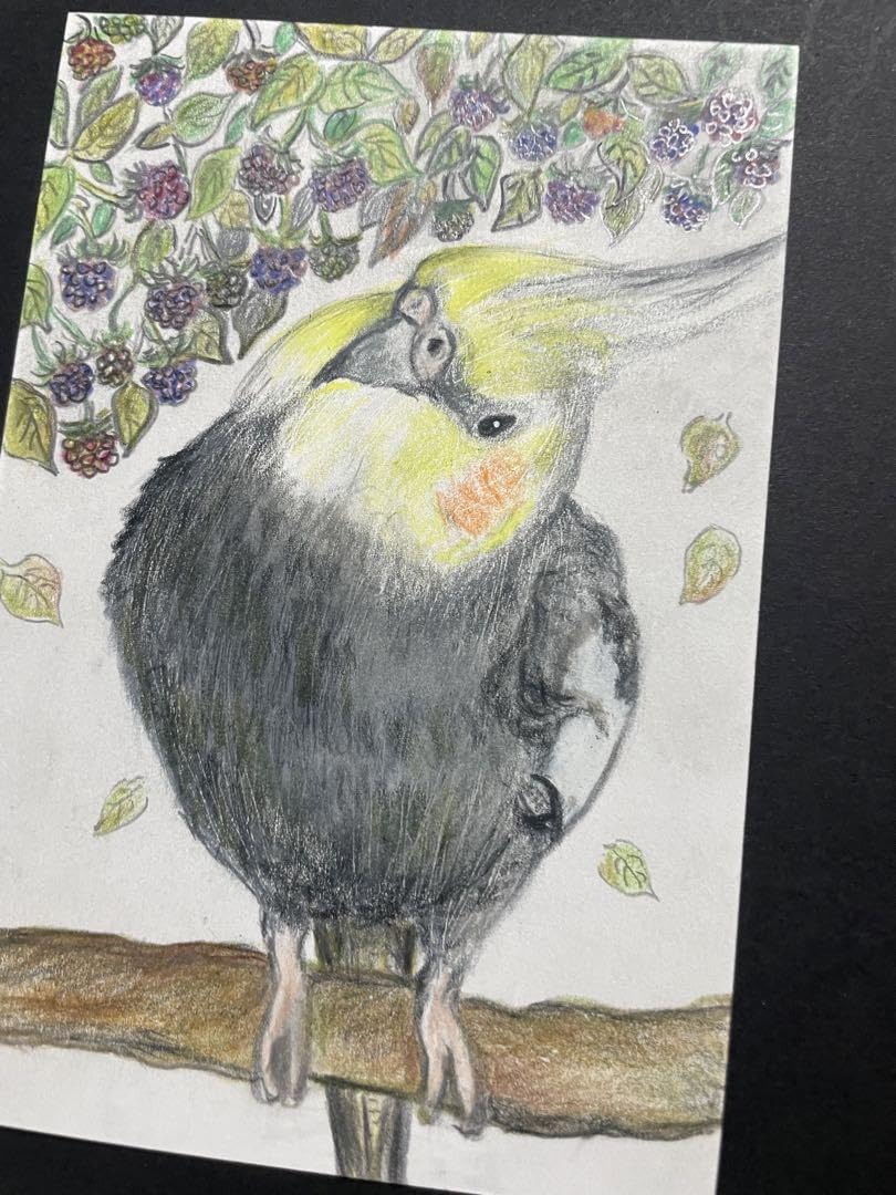Amazon.co.jp: 色鉛筆画 リアル可愛いオカメインコ色鉛筆画 原画 鳥